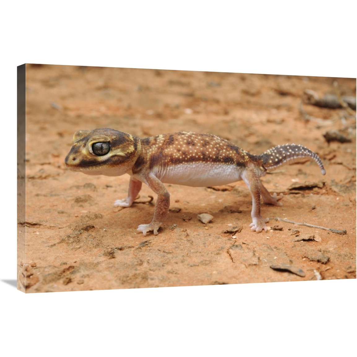 Knob-tailed Gecko in defensive posture, Western Australia, Australia-Canvas Art-36&quotx24"