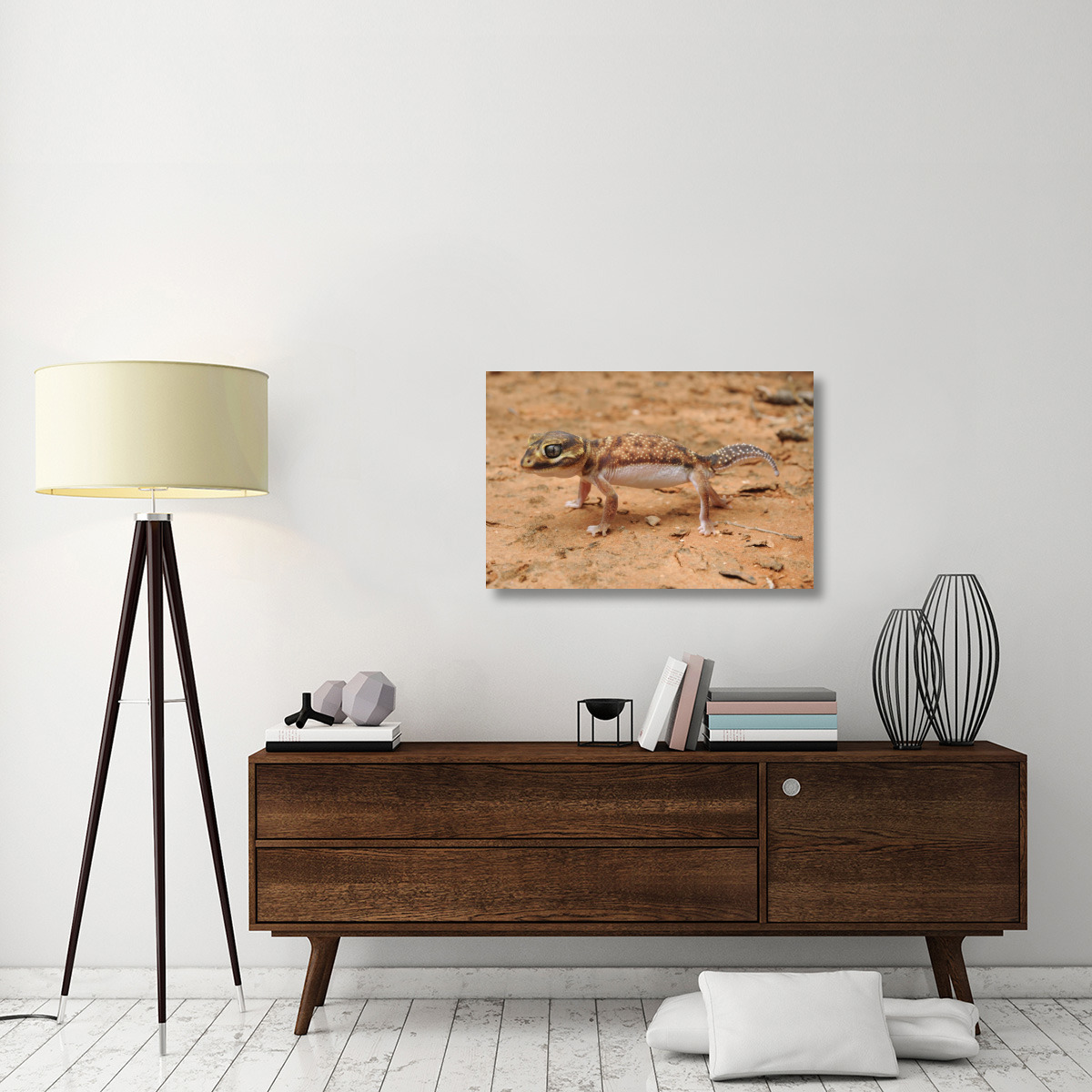 Knob-tailed Gecko in defensive posture, Western Australia, Australia-Canvas Art-36&quotx24"