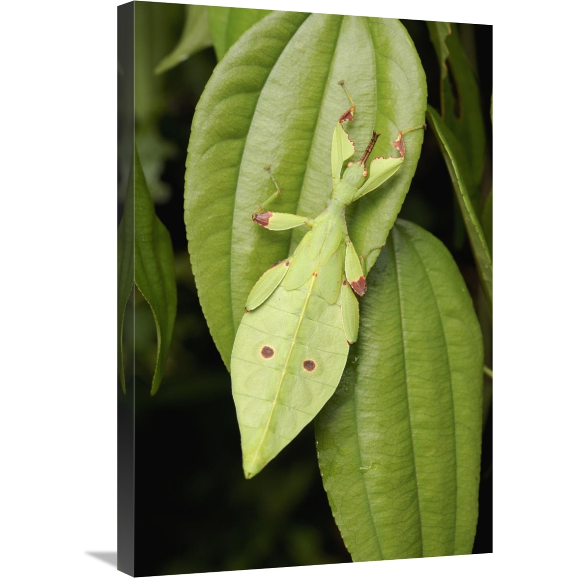 Walking Stick juvenile camouflaged on leaf, Sarawak, Borneo, Malaysia-Canvas Art-20&quotx30"