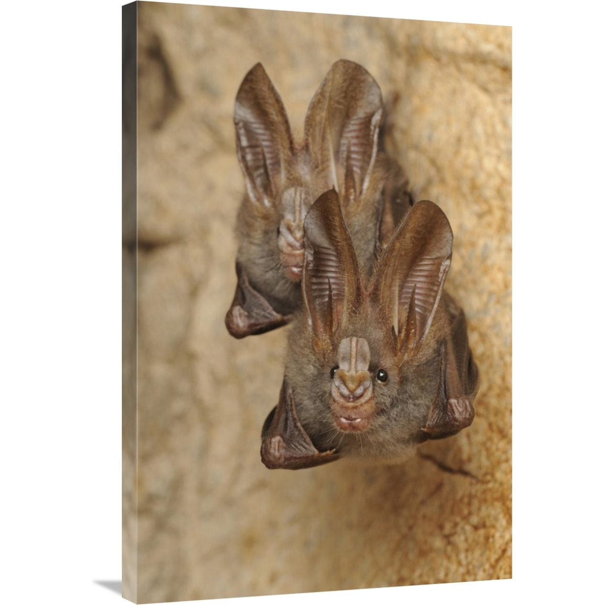Lesser False Vampire Bat pair roosting in cave, Sekunyit, Bau, Malaysia-Canvas Art-24&quotx36"