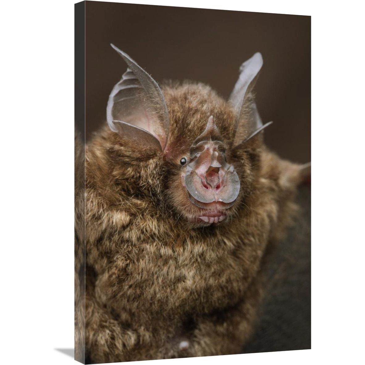 Bornean Horseshoe Bat, Bukit Sarang Conservation Area, Bintulu, Borneo, Malaysia-Canvas Art-20&quotx30"