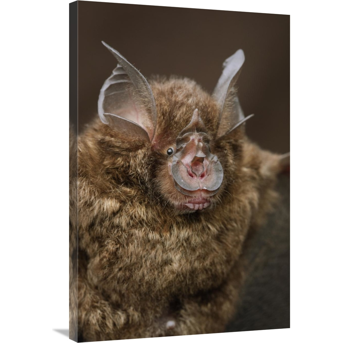 Bornean Horseshoe Bat, Bukit Sarang Conservation Area, Bintulu, Borneo, Malaysia-Canvas Art-24&quotx36"