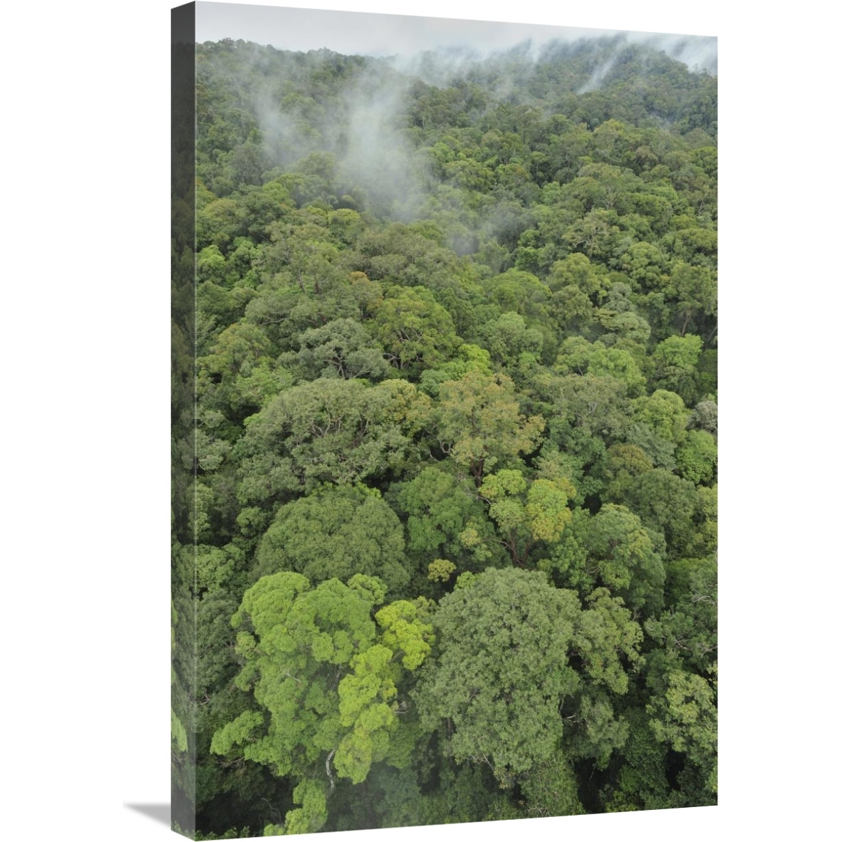 Canopy of lowland mixed dipterocarp forest, Lambir Hills National Park, Borneo, Malaysia-Canvas Art-20&quotx30"