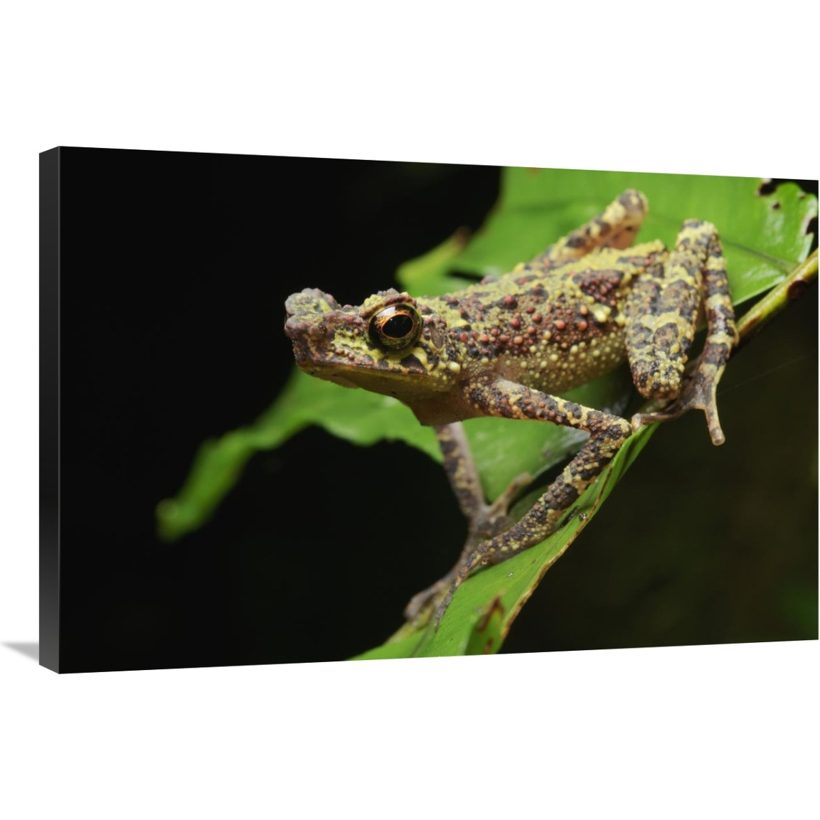 Bornean Rainbow Toad, unseen since 1924 it was rediscovered in 2011, Sarawak, Borneo, Malaysia-Canvas Art-36&quotx24"