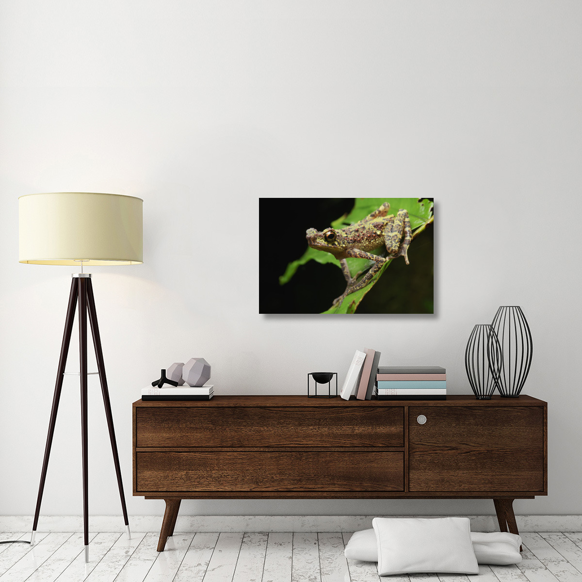 Bornean Rainbow Toad, unseen since 1924 it was rediscovered in 2011, Sarawak, Borneo, Malaysia-Canvas Art-36&quotx24"