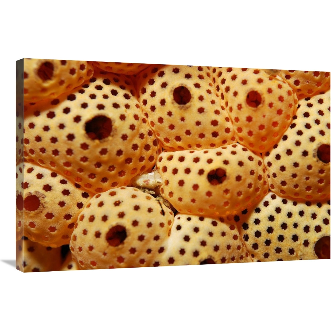 Sea Squirt Ascidian, Indonesia-Canvas Art-36&quotx24"