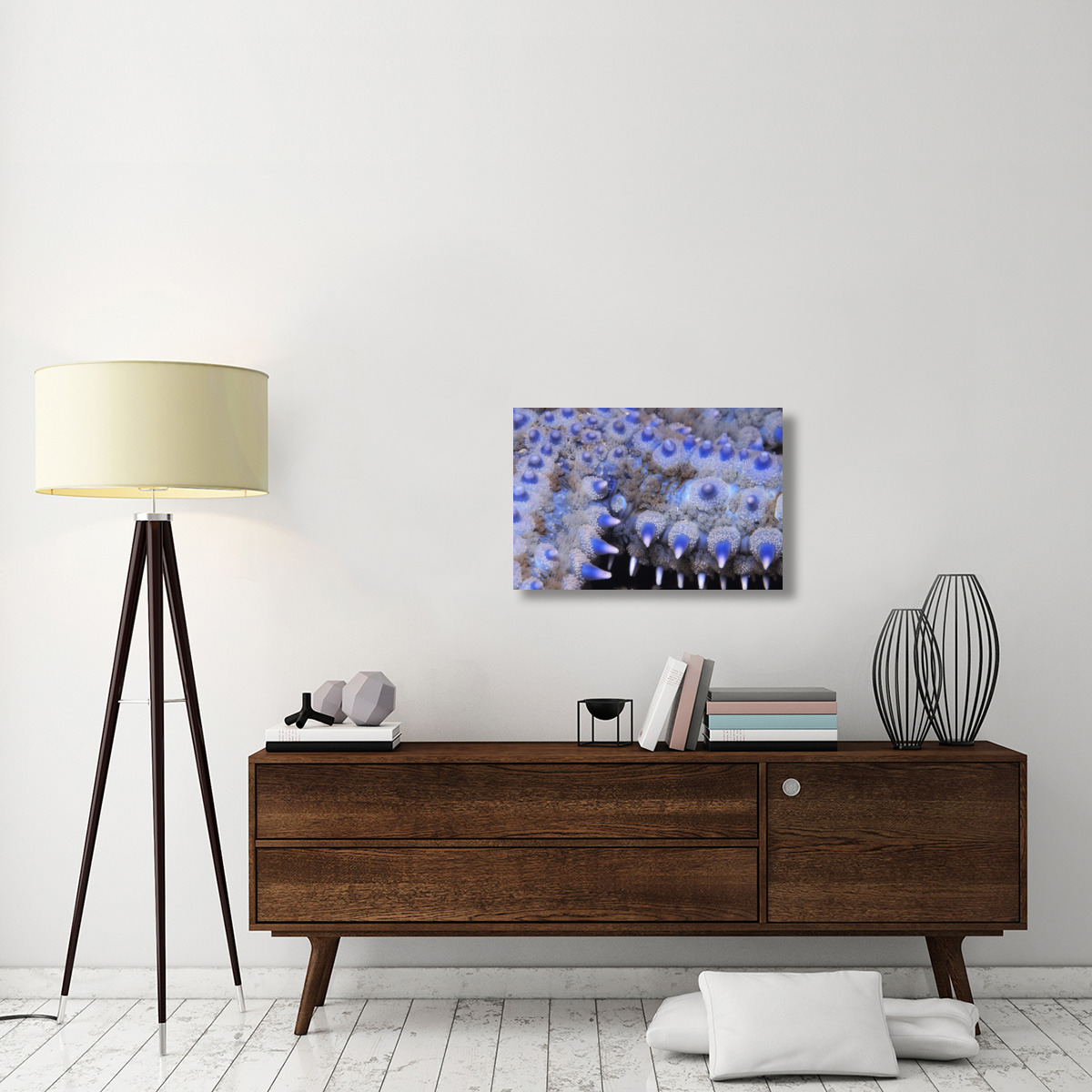 Spiny Starfish close up detail of spines, United Kingdom-Canvas Art-30&quotx20"