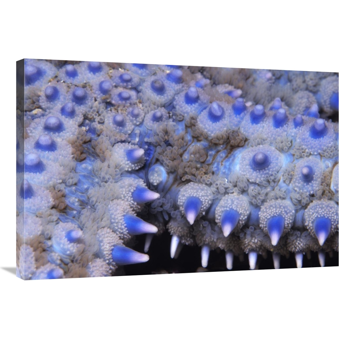 Spiny Starfish close up detail of spines, United Kingdom-Canvas Art-36&quotx24"