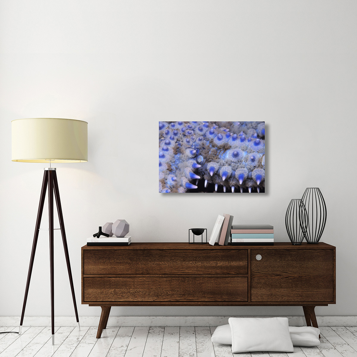 Spiny Starfish close up detail of spines, United Kingdom-Canvas Art-36&quotx24"