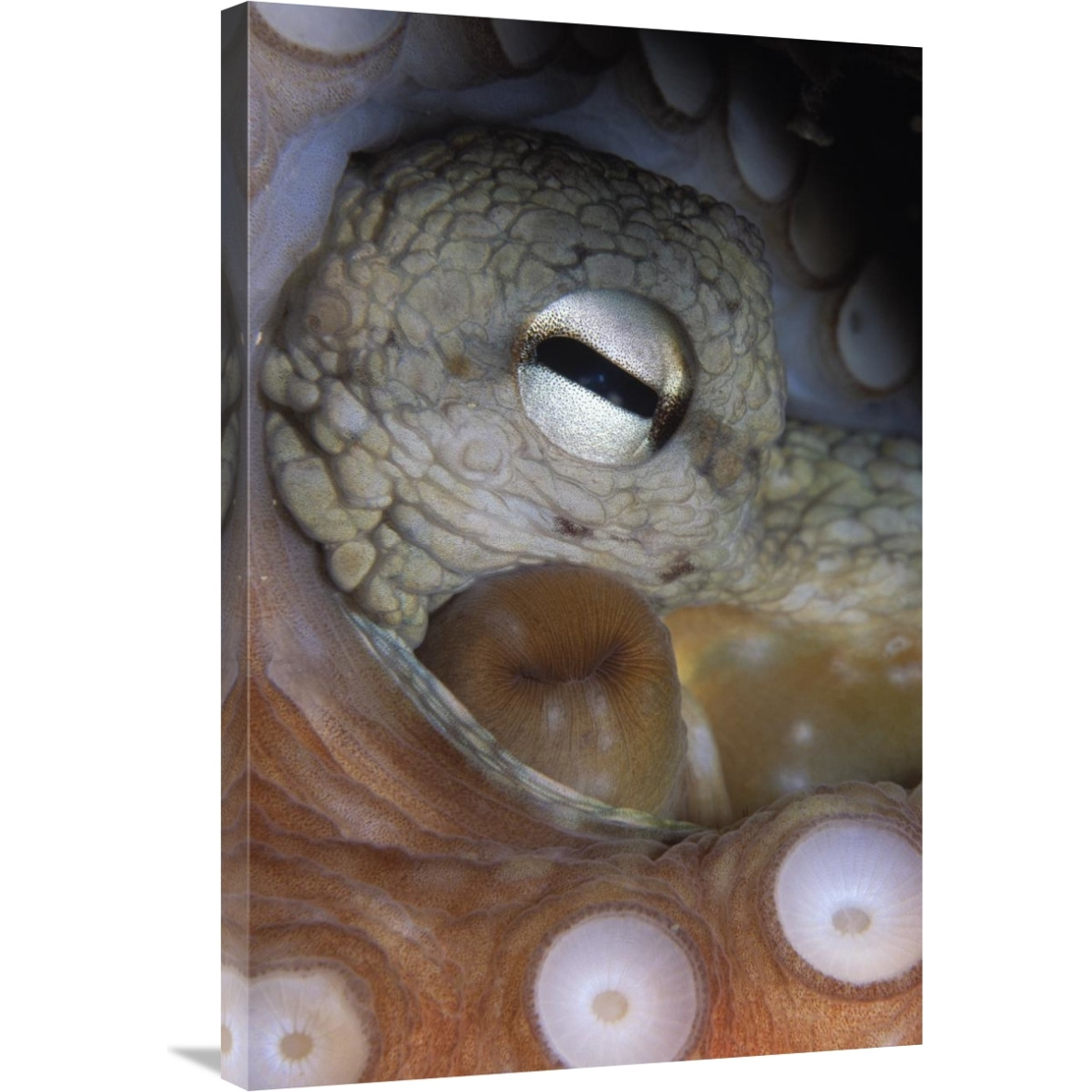 Common Octopus close up of eye, siphon and suction cups on tentacle, Europe-Canvas Art-24&quotx36"