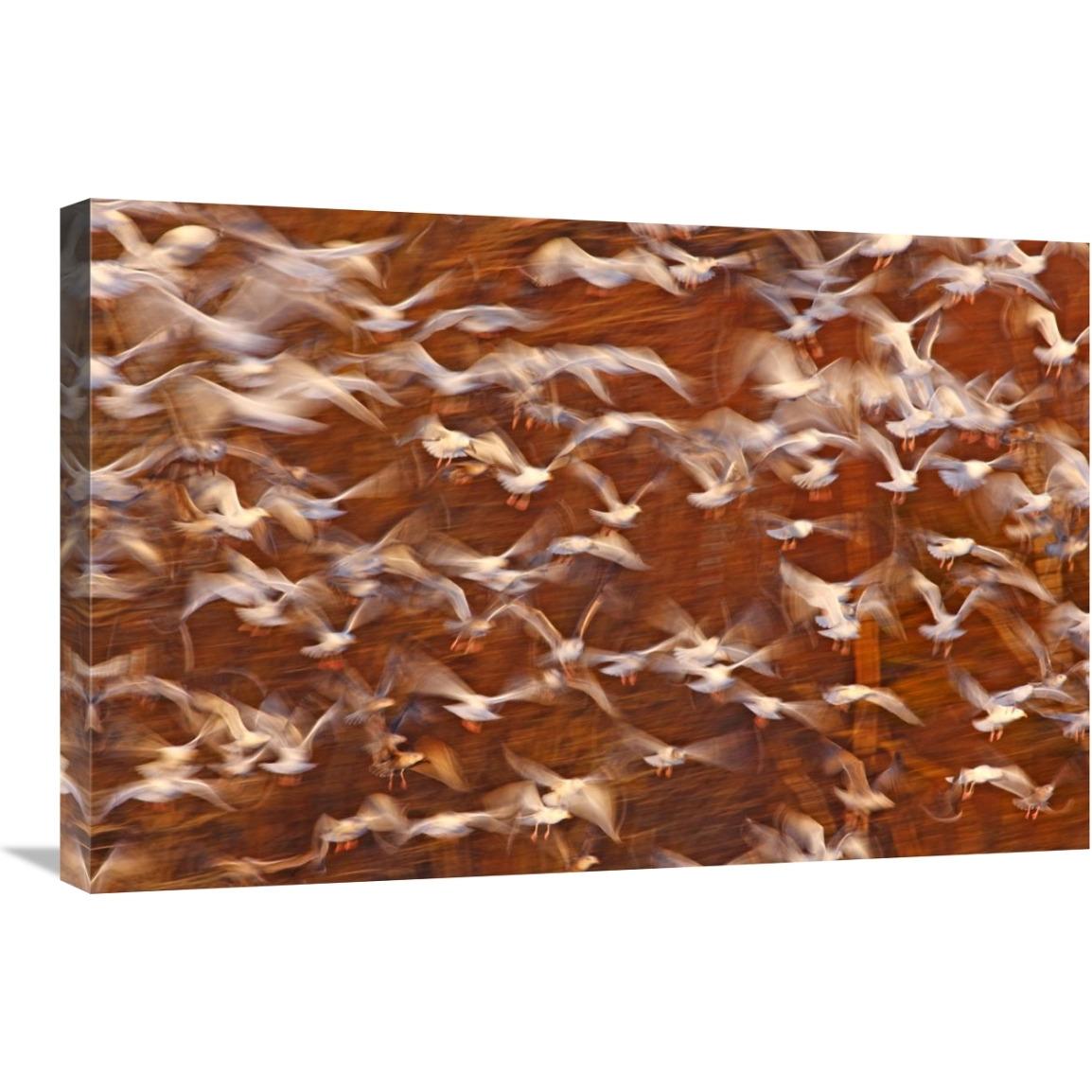Great Black-backed Gull and Herring Gull flock, Sheffield Mills, Nova Scotia, Canada-Canvas Art-30&quotx20"