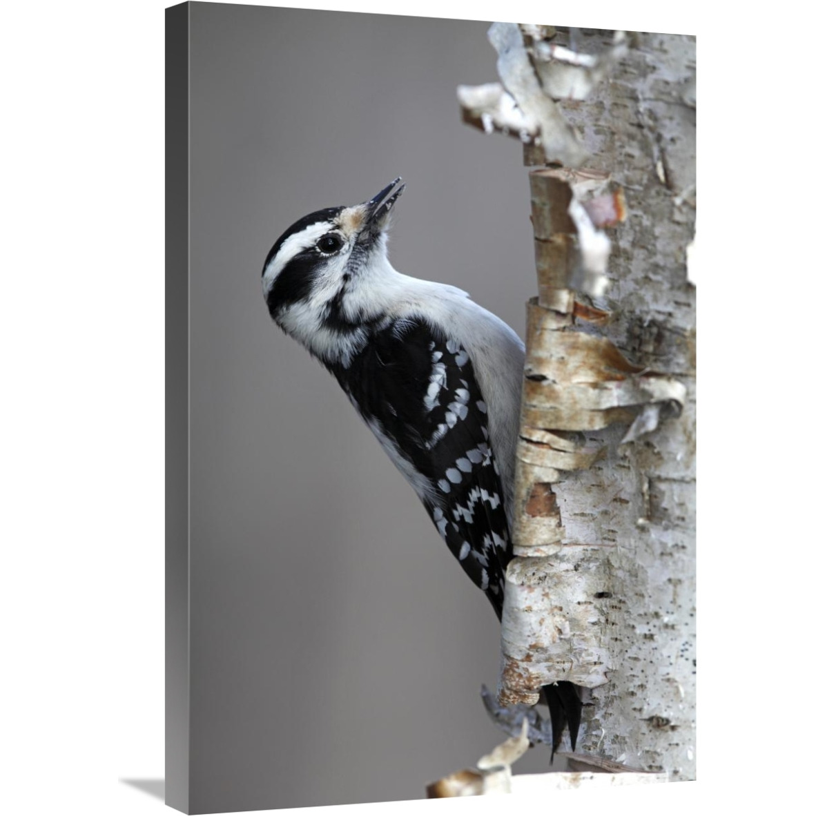 Downy Woodpecker, Canada-Canvas Art-20&quotx30"