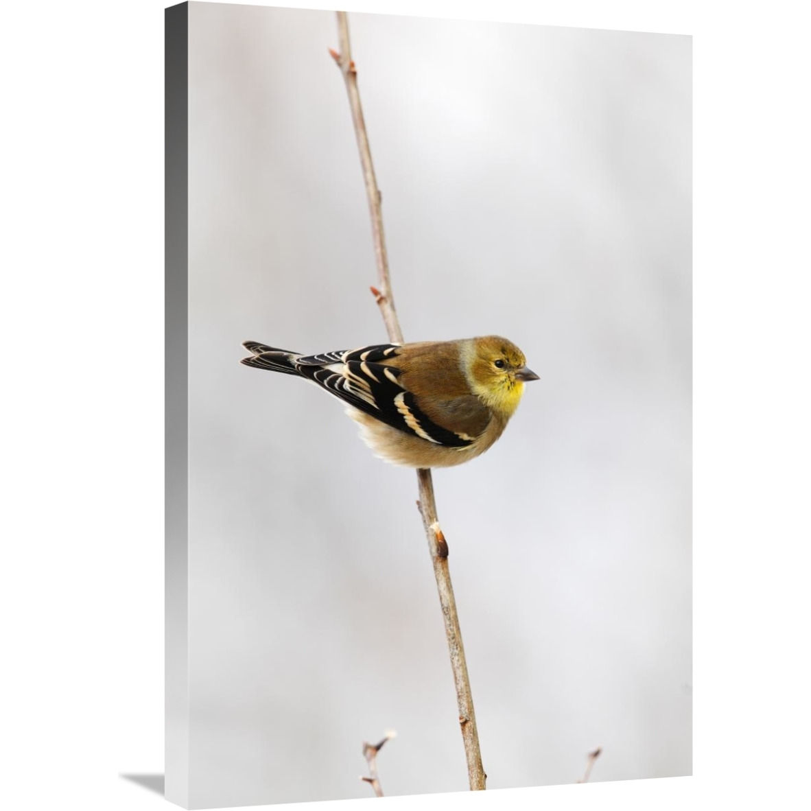 American Goldfinch, Canada-Canvas Art-20&quotx30"