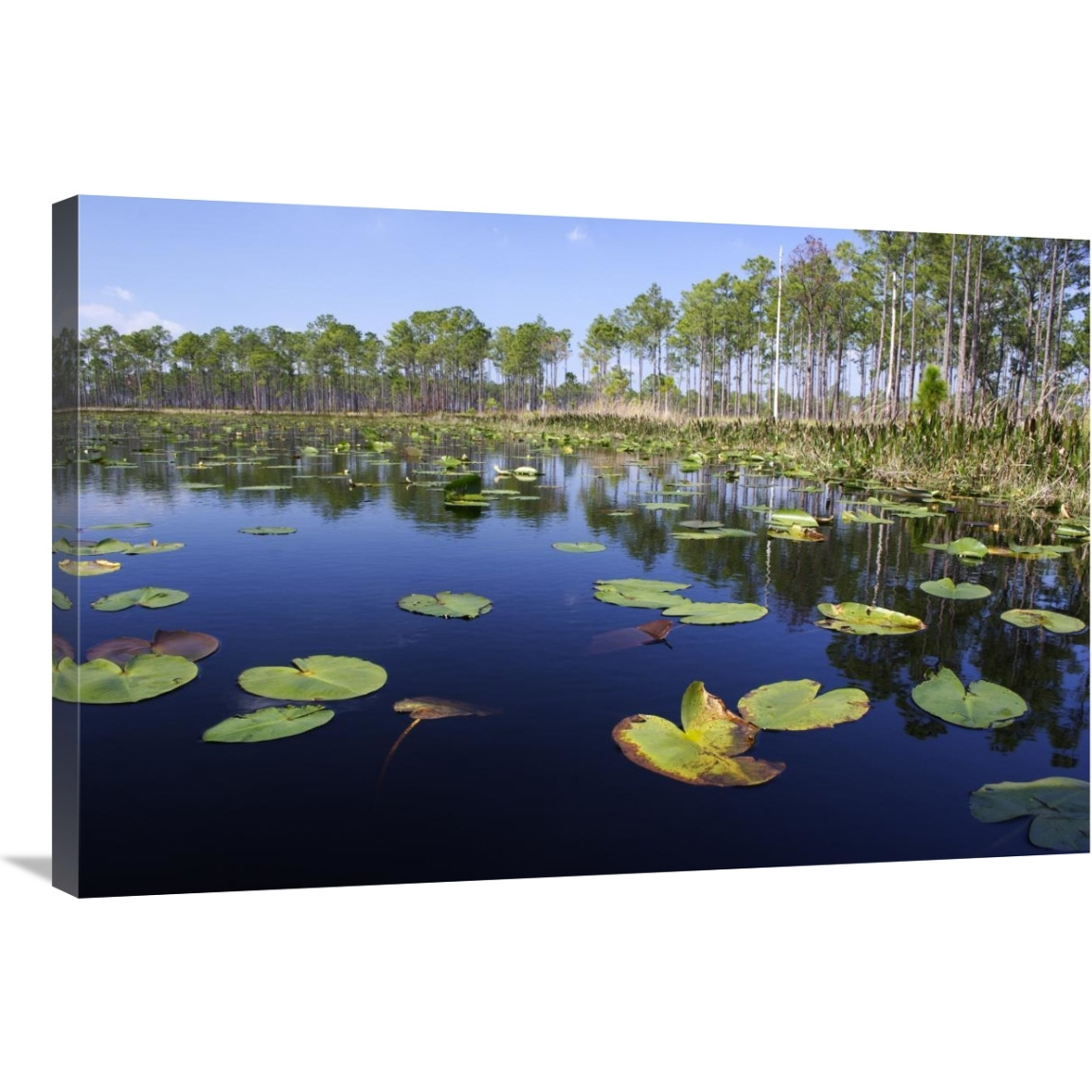 Lake with lily pads, southern Florida-Canvas Art-36&quotx24"