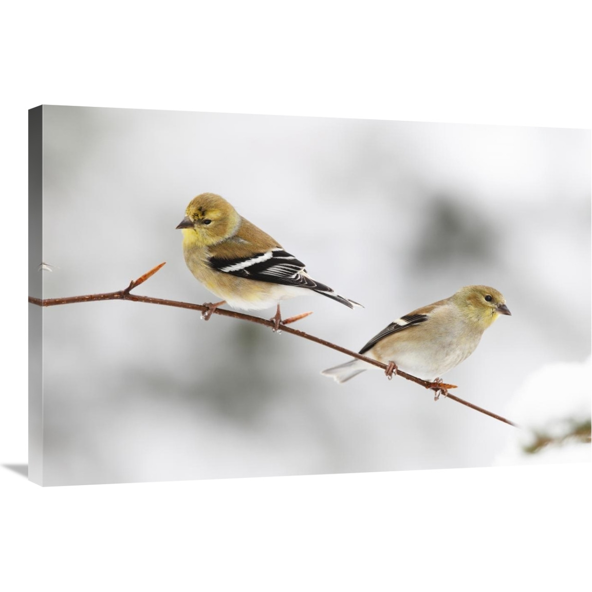 American Goldfinch pair, Nova Scotia, Canada-Canvas Art-36&quotx24"