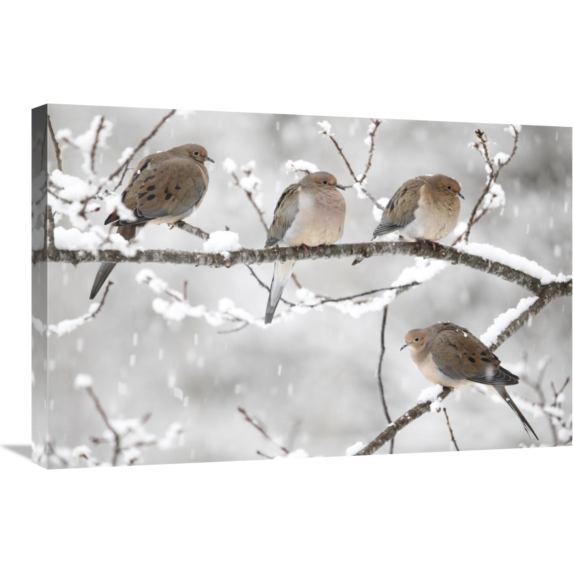 Mourning Dove group in winter, Nova Scotia, Canada-Canvas Art-30&quotx20"