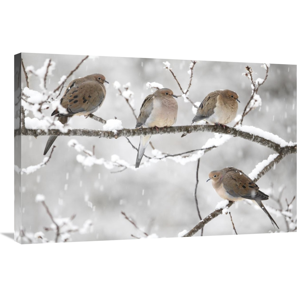 Mourning Dove group in winter, Nova Scotia, Canada-Canvas Art-36&quotx24"