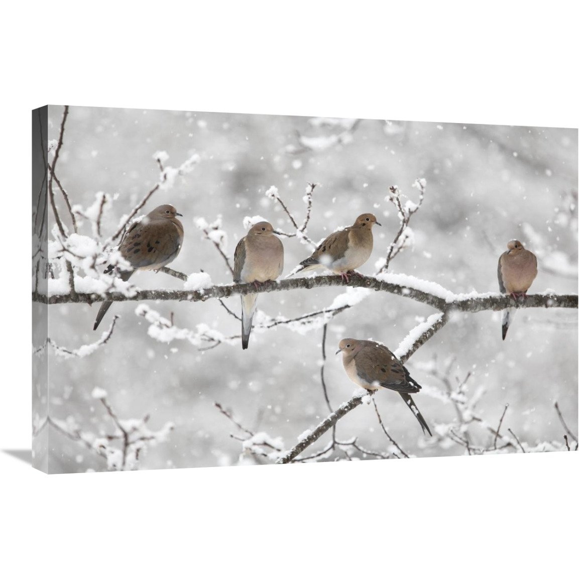 Mourning Dove group in winter, Nova Scotia, Canada-Canvas Art-30&quotx20"