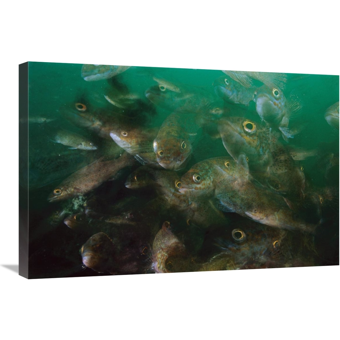 Cunner fish, multiexposed 16x, Nova Scotia, Canada-Canvas Art-30&quotx20"