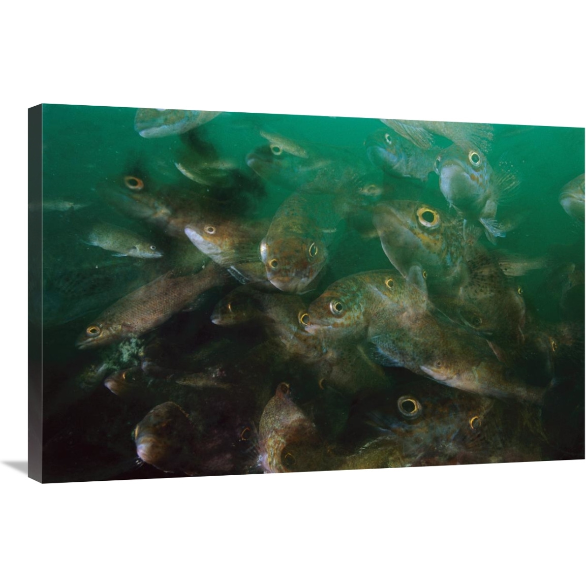 Cunner fish, multiexposed 16x, Nova Scotia, Canada-Canvas Art-36&quotx24"