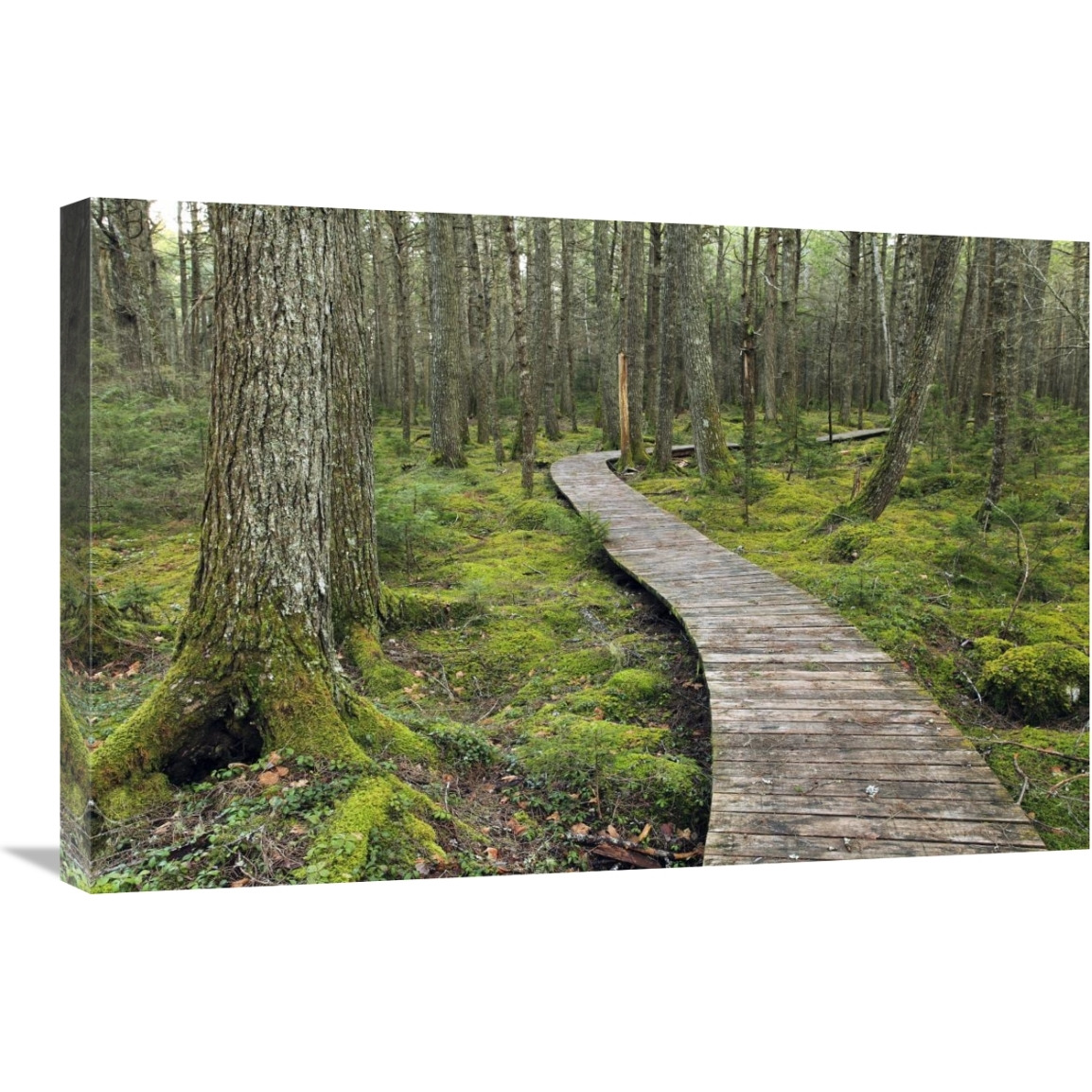 Canadian Hemlock grove with boardwalk, Kejimkujik National Park, Nova Scotia, Canada-Canvas Art-30&quotx20"
