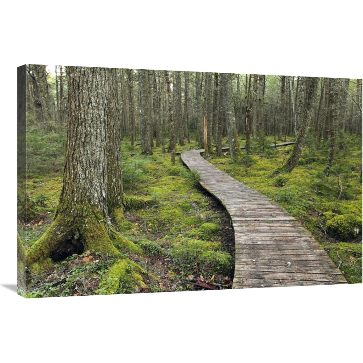 Canadian Hemlock grove with boardwalk, Kejimkujik National Park, Nova Scotia, Canada-Canvas Art-36&quotx24"