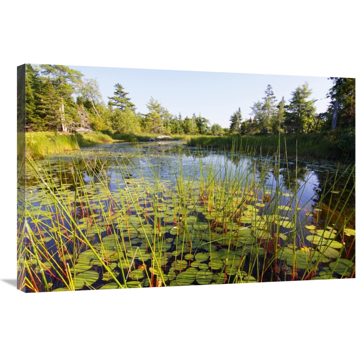 Marsh with reeds and lily pads surrounding a pond, West Stoney Lake, Nova Scotia, Canada-Canvas Art-36&quotx24"