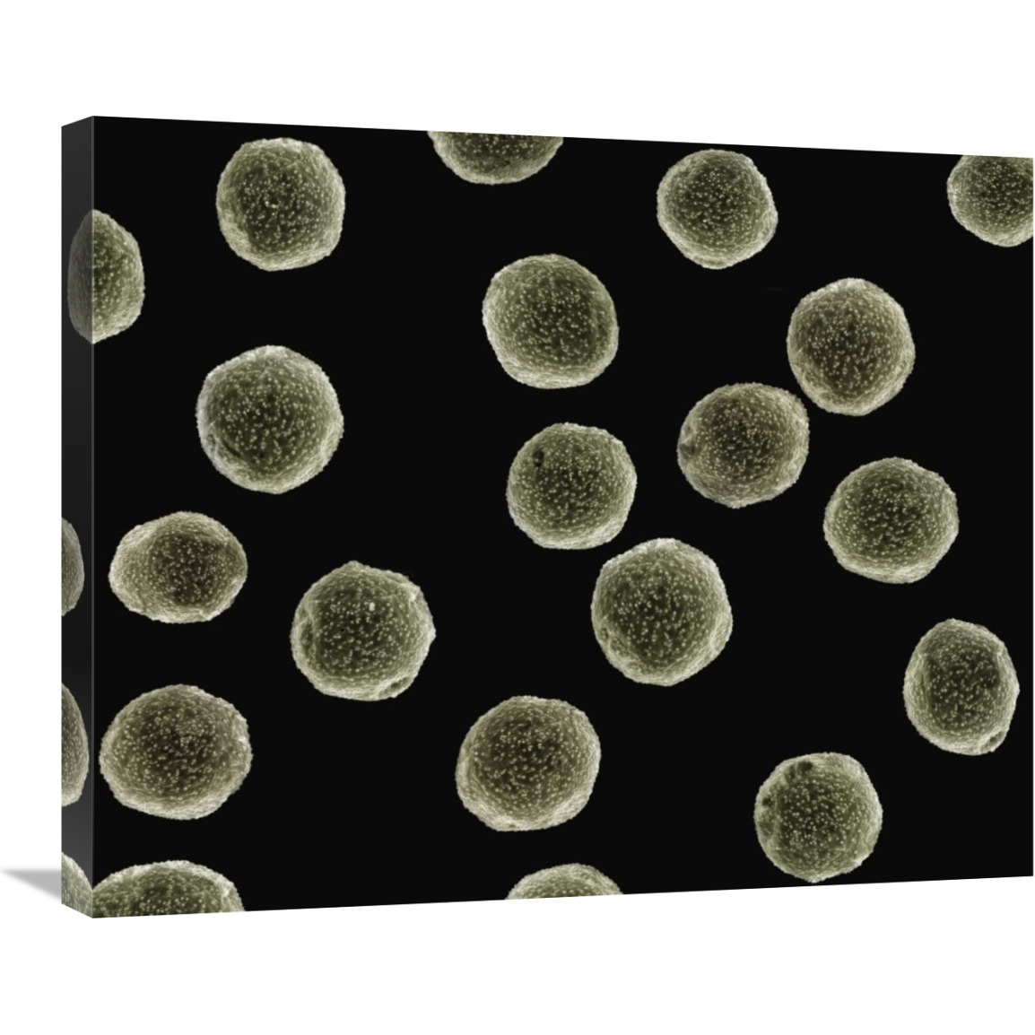 Pollen grains of a Pellitory at 1050x magnification-Canvas Art-28&quotx22"