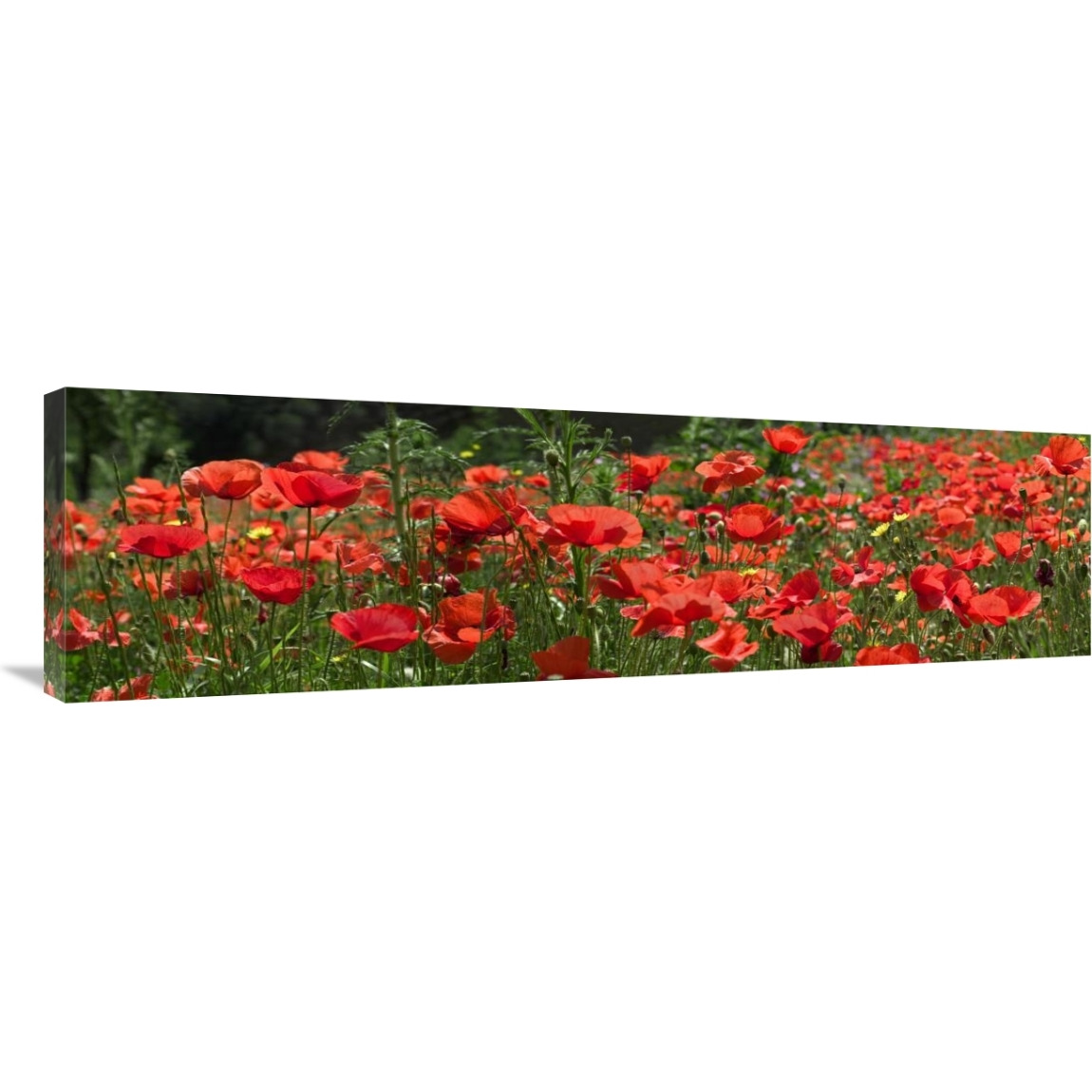 Red Poppy field, Europe-Canvas Art-44&quotx12.76"