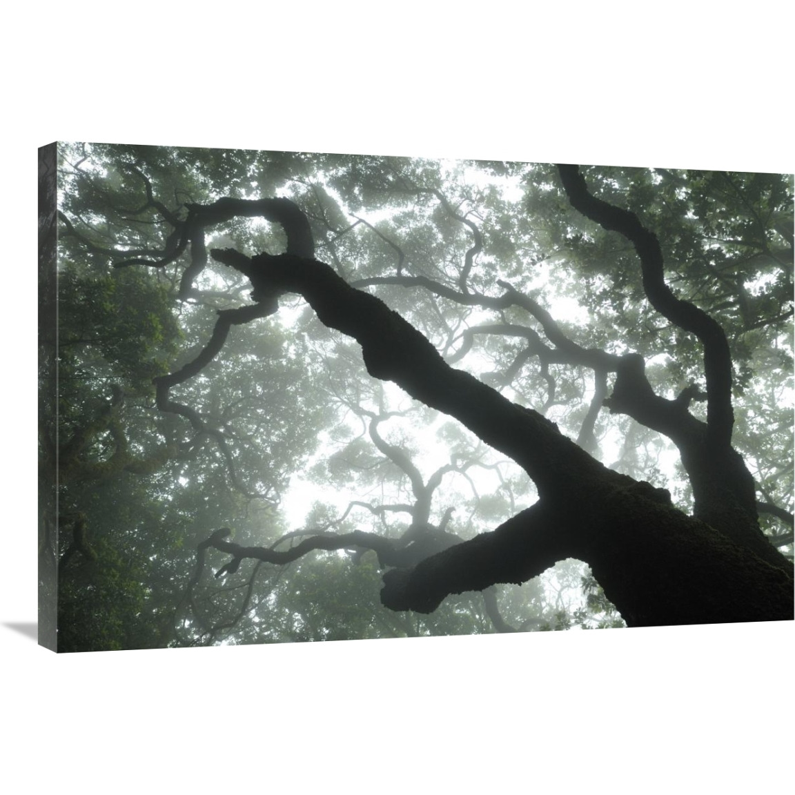 Macaronesian Laurel relict forest, Tenerife, Canary Islands, Spain-Canvas Art-36&quotx24"