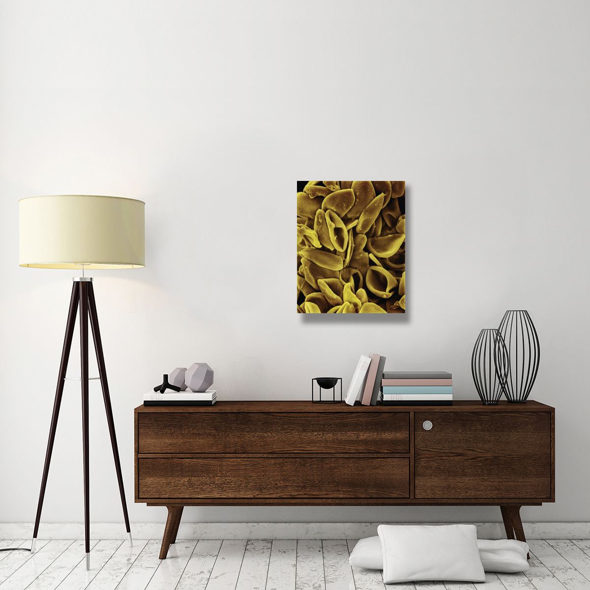 Daffodil (Narcissus sp) pollen on anther at 700x magnification-Canvas Art-22&quotx28"