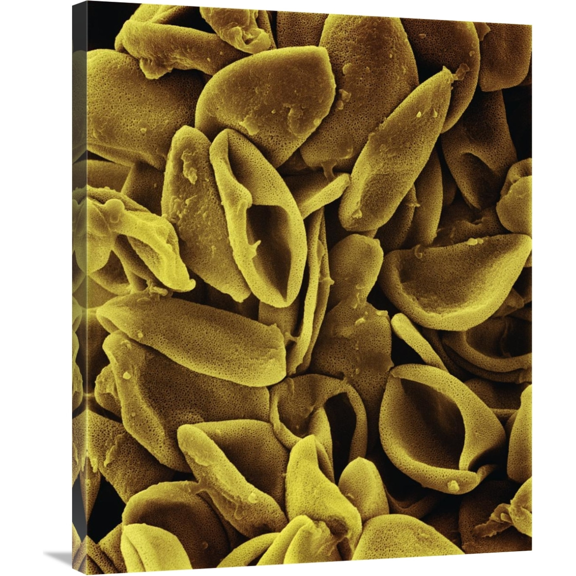 Daffodil (Narcissus sp) pollen on anther at 700x magnification-Canvas Art-28&quotx35"
