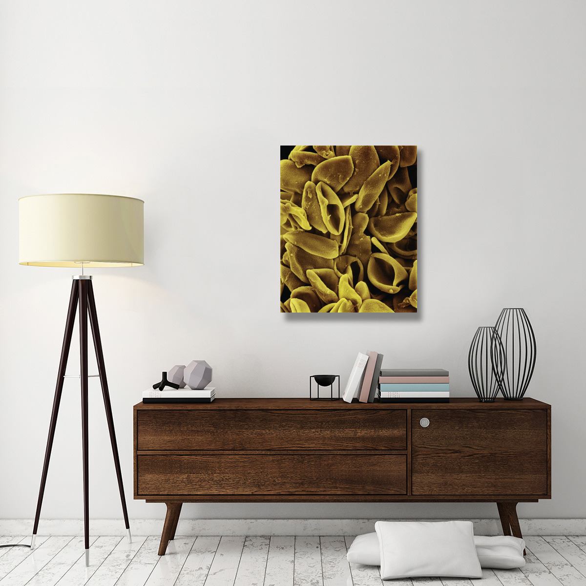 Daffodil (Narcissus sp) pollen on anther at 700x magnification-Canvas Art-28&quotx35"