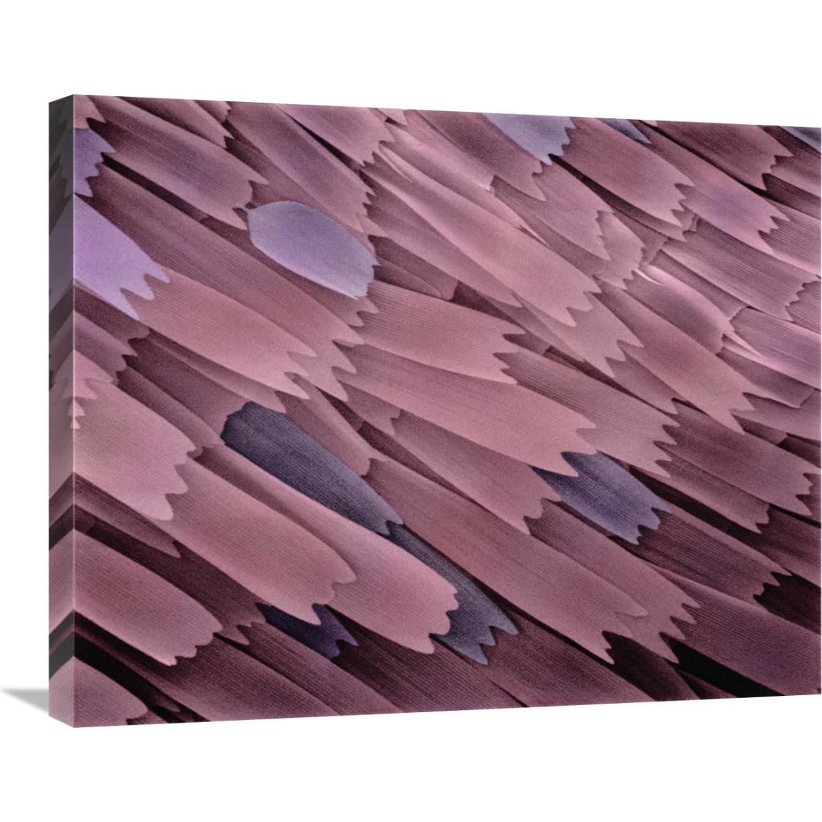Indian Meal Moth wing detail at 210x magnification-Canvas Art-28&quotx22"