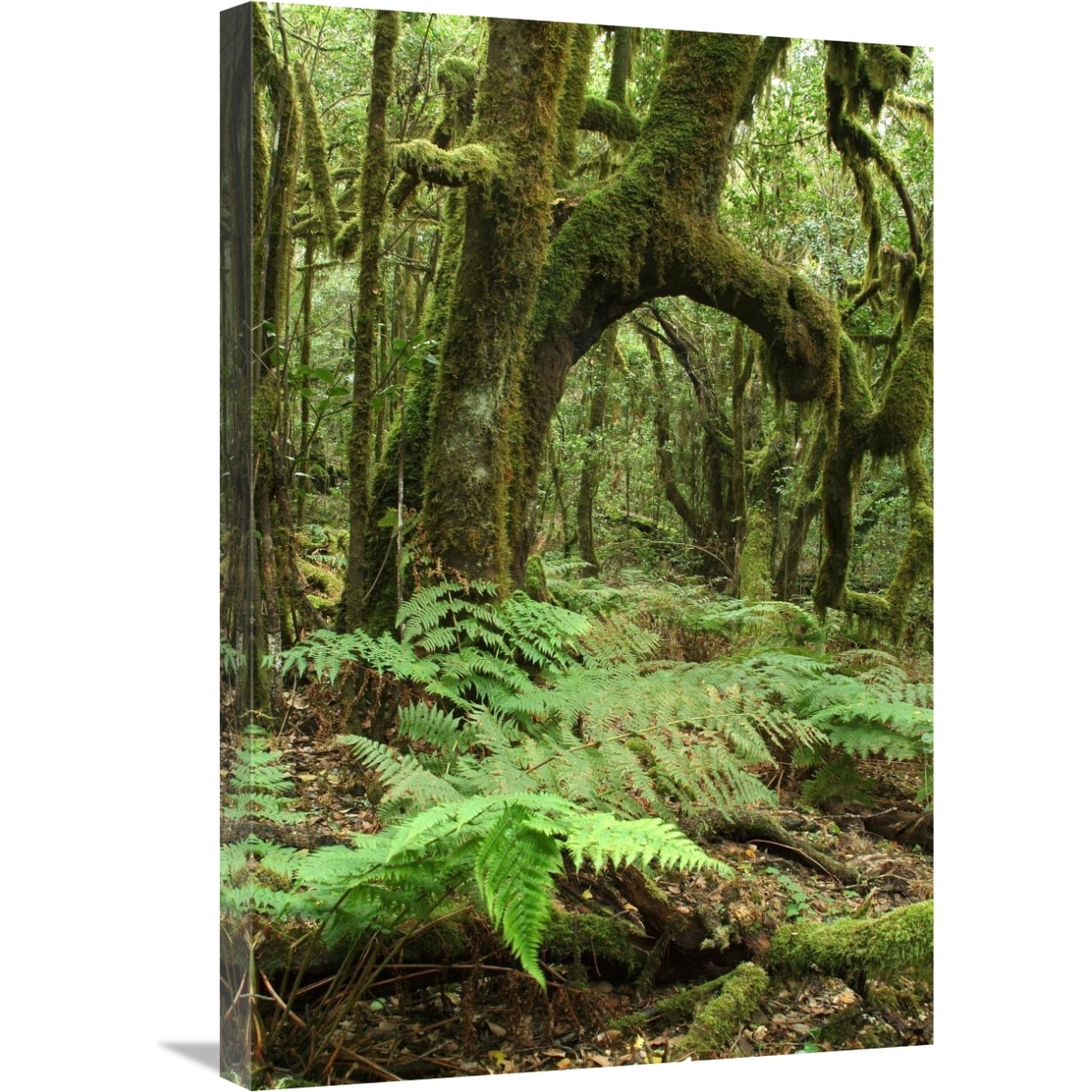 Macaronesian Laurel relict forest in Garajonay National Park, Canary Islands, Spain-Canvas Art-20&quotx30"