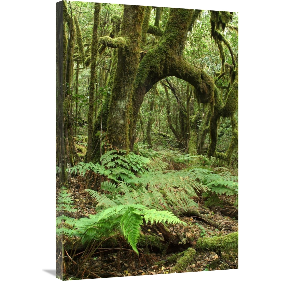 Macaronesian Laurel relict forest in Garajonay National Park, Canary Islands, Spain-Canvas Art-24&quotx36"
