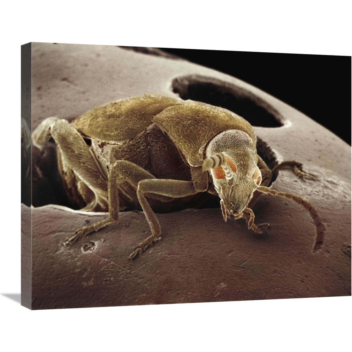 American Seed Beetle emerging from string bean it has partially eaten-Canvas Art-28&quotx22"