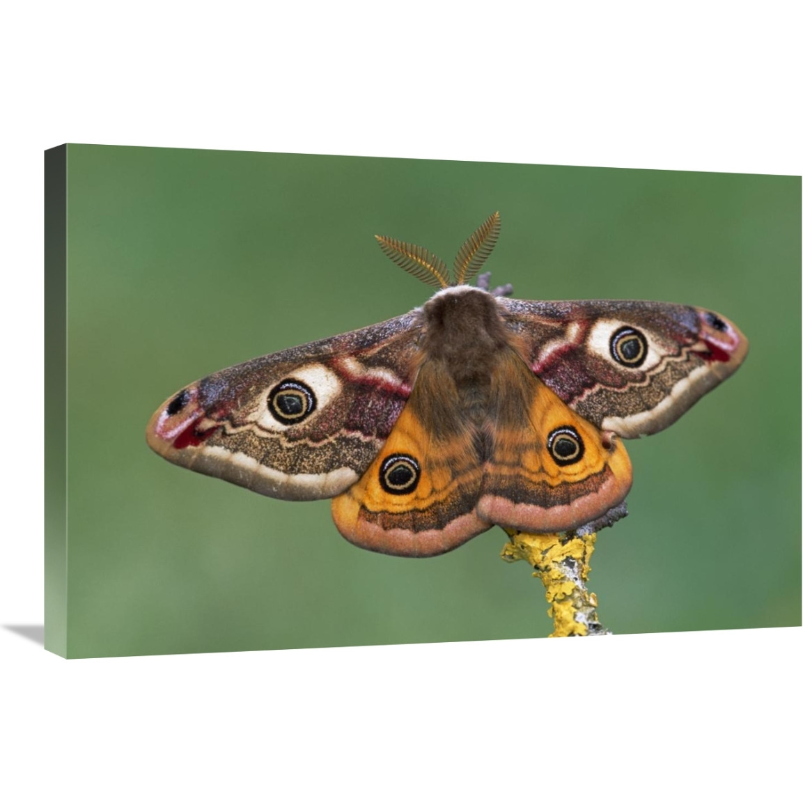 Emperor Moth, Switzerland-Canvas Art-30&quotx20"
