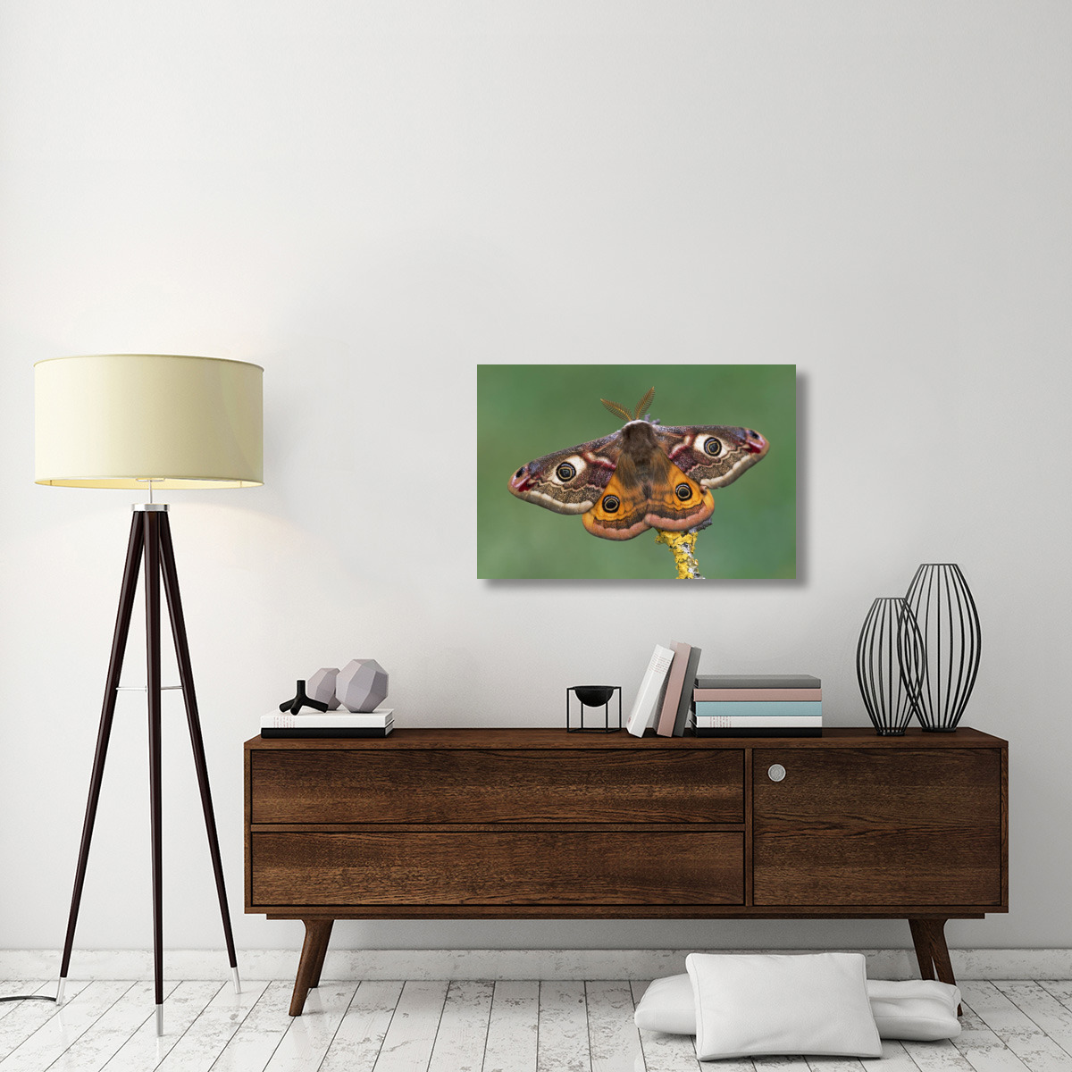 Emperor Moth, Switzerland-Canvas Art-36&quotx24"