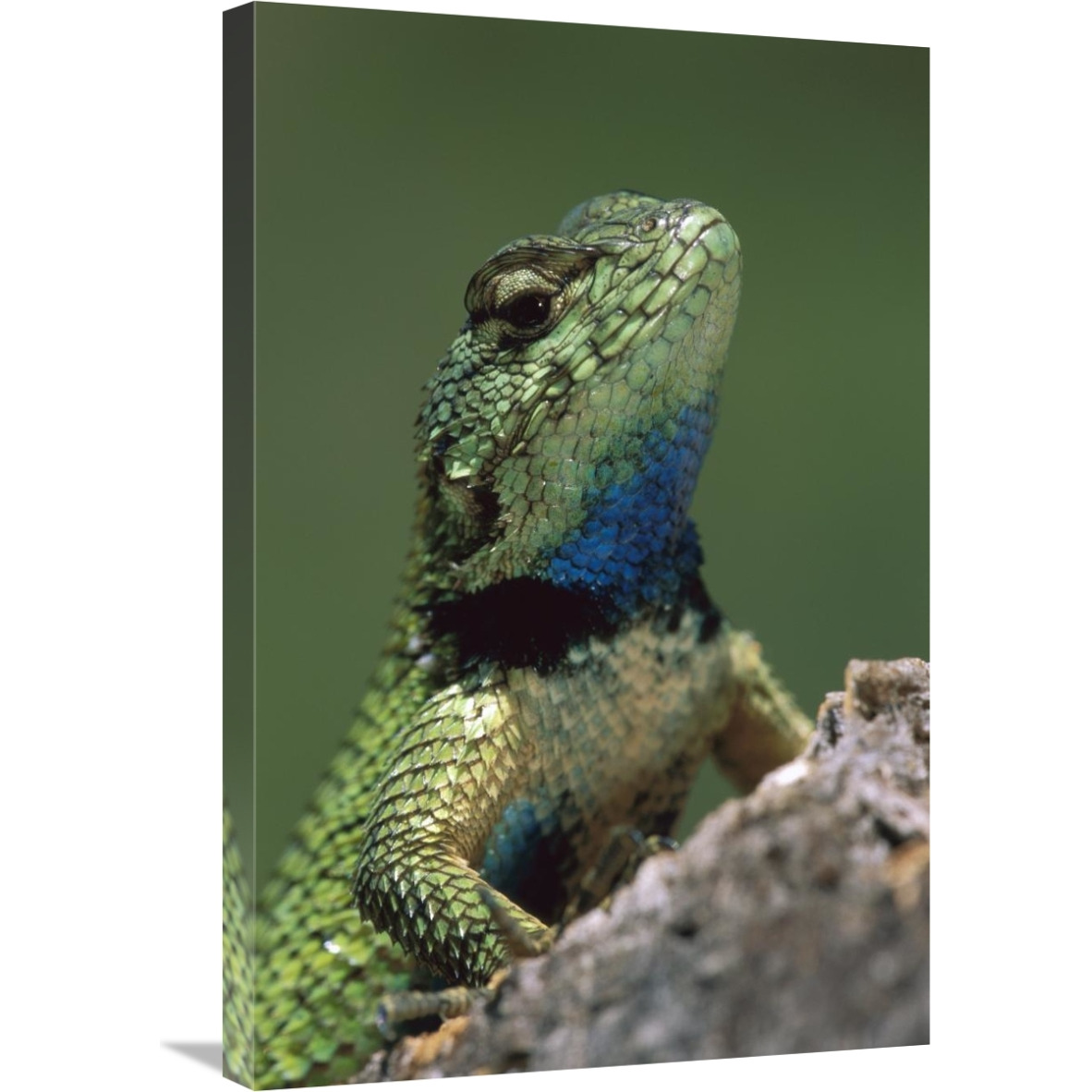 Green Spiny Lizard male, Costa Rica-Canvas Art-20&quotx30"