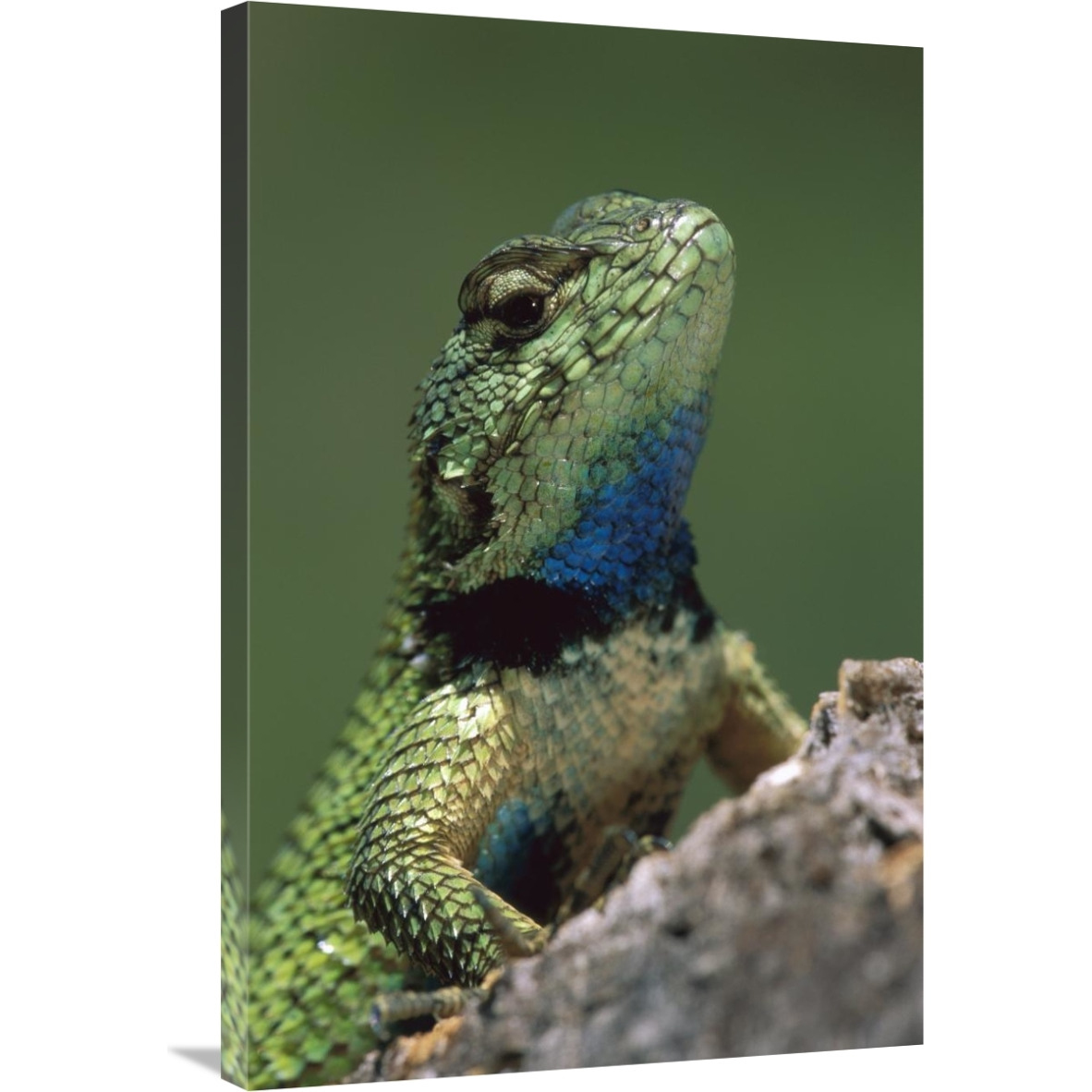 Green Spiny Lizard male, Costa Rica-Canvas Art-24&quotx36"