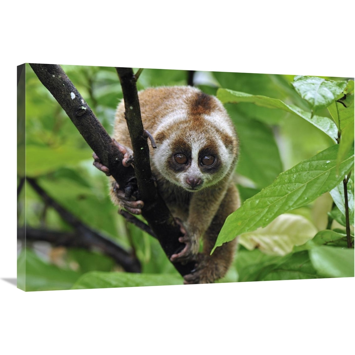 Slow Loris, northern Sumatra, Indonesia-Canvas Art-36&quotx24"