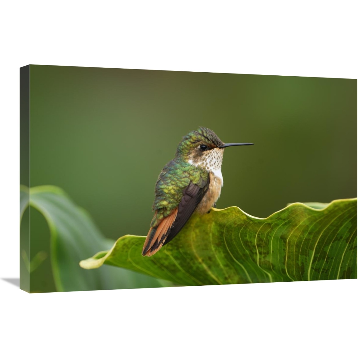 Scintillant Hummingbird female, Costa Rica-Canvas Art-30&quotx20"