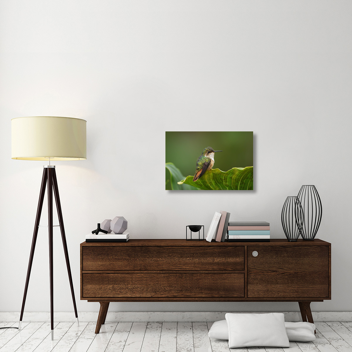 Scintillant Hummingbird female, Costa Rica-Canvas Art-30&quotx20"