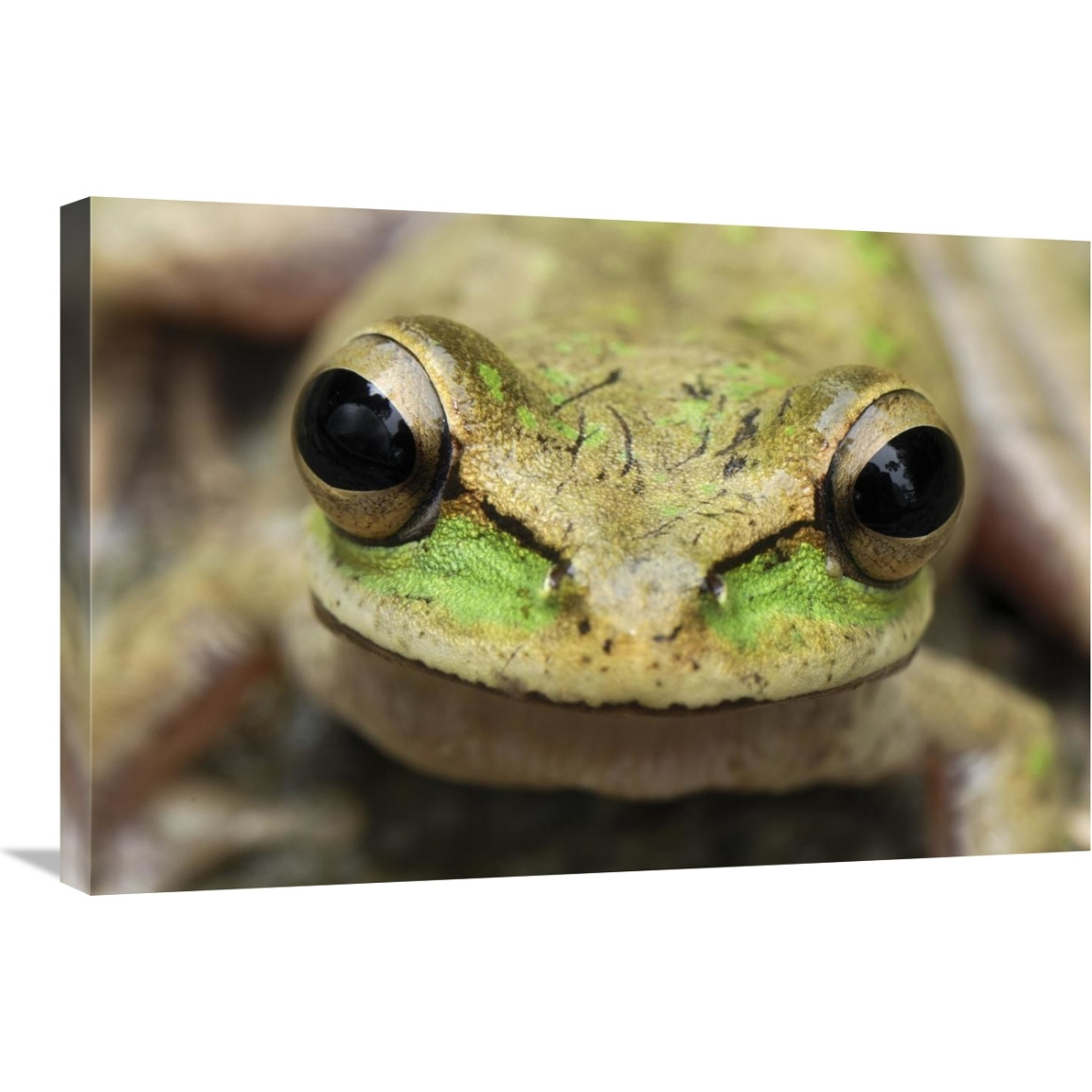 Tarraco Treefrog portrait, Colombia. Sequence 2 of 2-Canvas Art-30&quotx20"