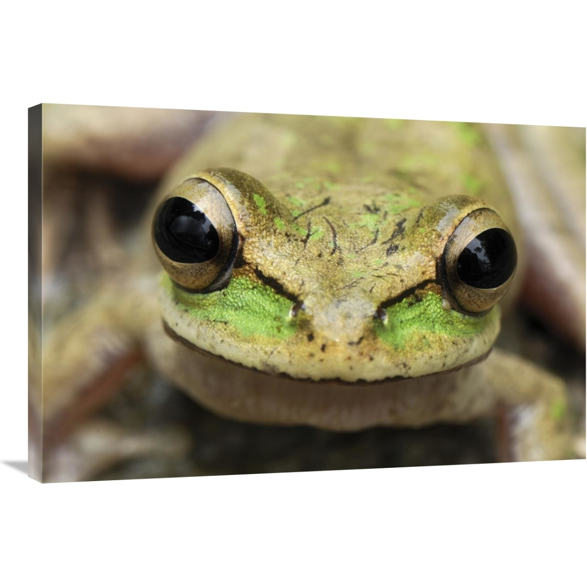 Tarraco Treefrog portrait, Colombia. Sequence 2 of 2-Canvas Art-36&quotx24"