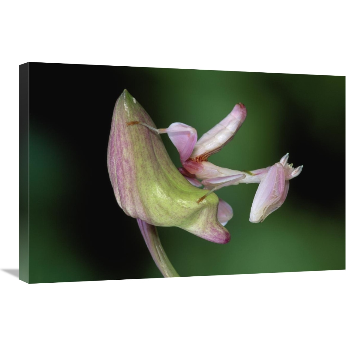 Orchid Mantis camouflaged on flower, Borneo, Malaysia-Canvas Art-30&quotx20"