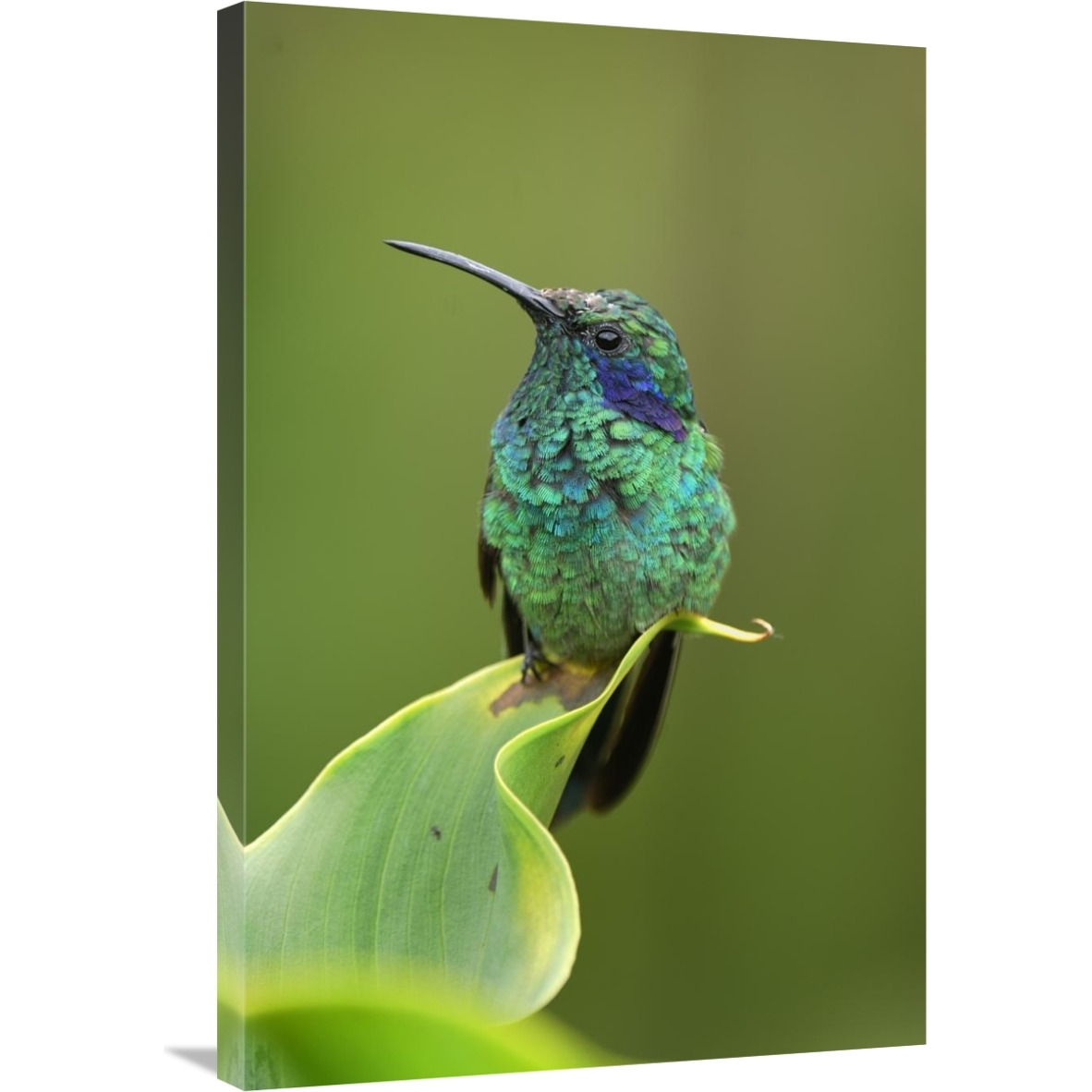 Green Violet-ear hummingbird perched on leaf, Costa Rica-Canvas Art-24&quotx36"