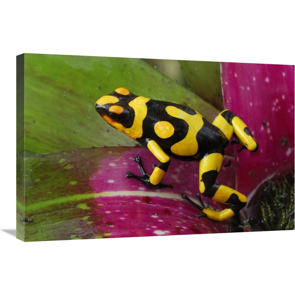 Harlequin Poison Dart Frog on bromeliad, Cauca, Colombia-Canvas Art-30&quotx20"