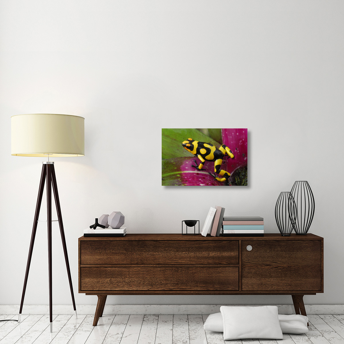 Harlequin Poison Dart Frog on bromeliad, Cauca, Colombia-Canvas Art-30&quotx20"